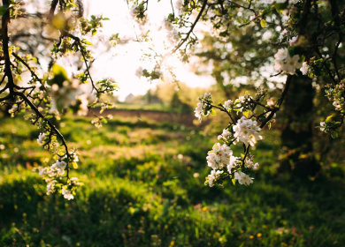 Memorial Day Weekend in Moultonborough: Local Fun &amp; Fresh Air