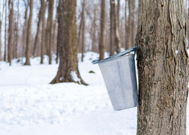 Maple Season in Moultonborough: From Tree to Table